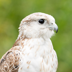 Saker Falcon