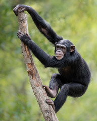 Chimpanzee XIX