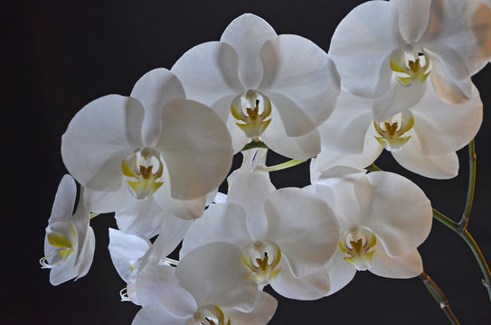 White transparent Orchid on black background