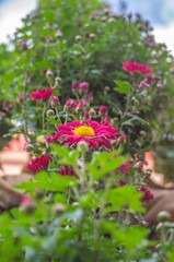 Chrysamthemenmarkt in Lahr Baden-Würtenberg