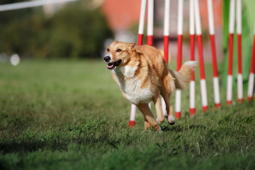 dog agility slalom
