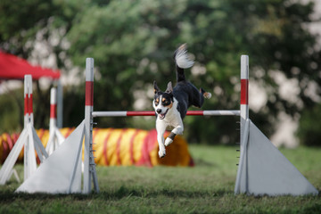 dog hurdling over a jump at an agility event