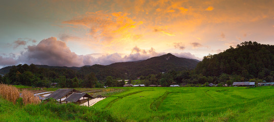 Fototapeta premium Sunset Terraced Rice Field in Chiangmai, Thailand