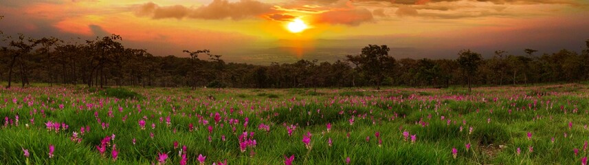 Sunrise at Siam tulip fields Sai Thong National Park.