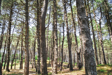 Obraz premium The forest at sunrise