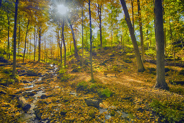 Fototapeta premium Fall forest colors in Ontario