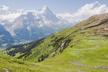 Fototapeta na wymiar Grindelwald, Alpen, Schweizer Berge, Berner Oberland, First, Alm, Waldspitz, Wanderweg, Eiger, Eigernordwand, Sommer, Schweiz