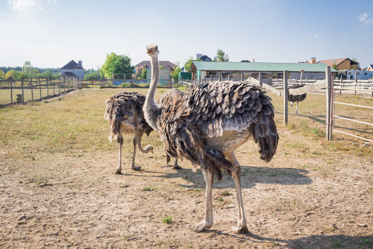 Ostrich birds walking on ostrich farm countryside