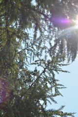 inside of the forest with pines