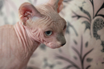 sphinx cat
