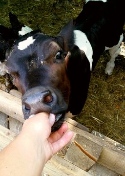 baby cow