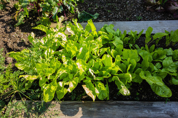 Salatbeet im Garten