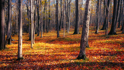 Forest of Dolly Sods © Vladimir Grablev