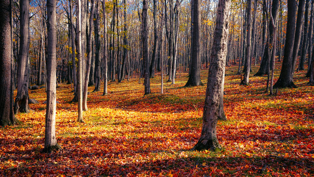 Forest of Dolly Sods