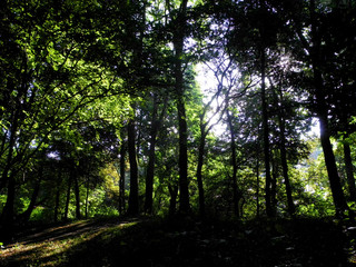 Fototapeta premium forest