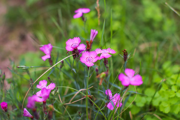 Pink Dianthus deltoides in the blurry green background