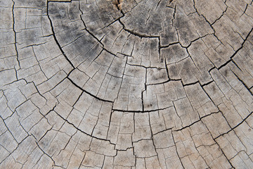 Wood texture background.