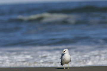 Bird (Ring-billed gull) calling in surf, Outer Banks