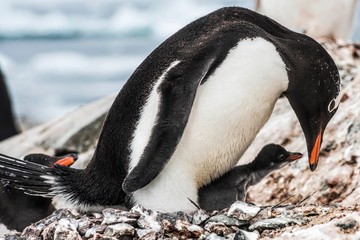 mom over baby penguin