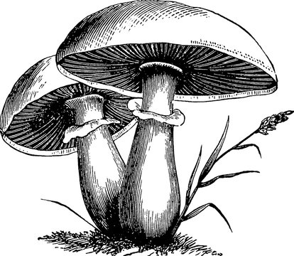 Vintage image mushrooms