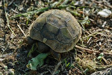 Young Turtle
