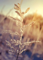 Frozen plant at sunrise. Nature background.