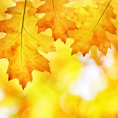 Colorful autumn leaves of oak tree on a blurred background.