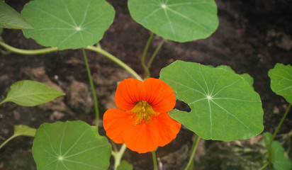 Nasturtium