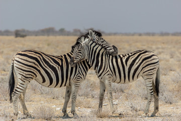 Fototapeta na wymiar Zebra couple