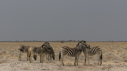 Fototapeta na wymiar Cuddling zebras