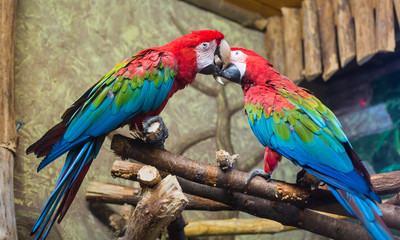 Fototapeta na wymiar cockatoo parrots