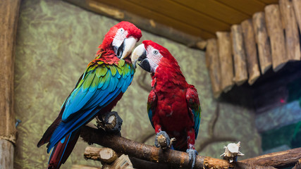 cockatoo parrots