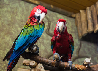 cockatoo parrots
