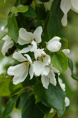 Apple Blossoms in the Spring