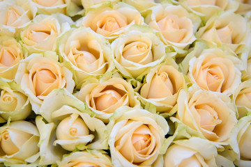 Background of gentle flowers roses. The texture of roses. Beautiful fragrant flowers for loved ones. 