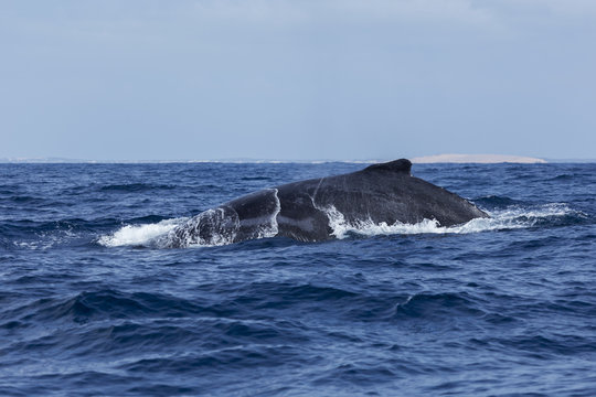 Dorsal fin of a humpback whale crossing the Indian Ocean