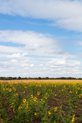 Sunflower field under blue sky