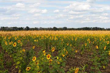 Sunflower field under blue sky