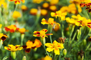 Marigold flowers, Yellow marigold flowers in the garden, Yellow and orange marigolds.