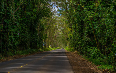 tree tunnel, maluhia road, kauai, hawaii