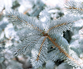 Blue branch of conifer