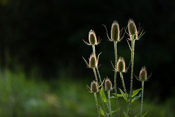 Teasel Dipsacus fullonum