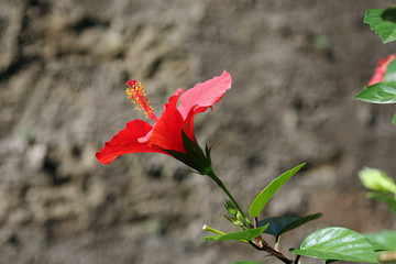 Rote Hibiskusblüte © Klaus Eppele