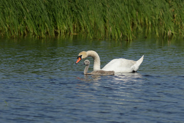 Лебедь-шипун. Заботливая мама.