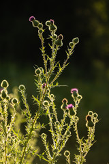 Milk Thistle