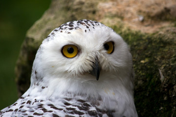 Female snowy owl