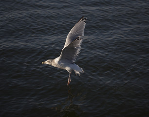 Aerodynamic Seagull