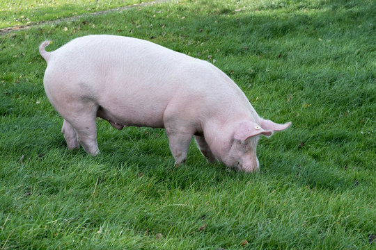 Deutsches Edelschwein beim Fressen auf saftiger Wiese