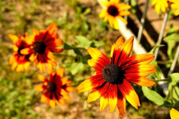 Some daisies.