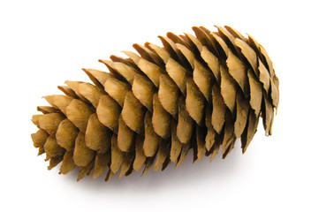 Christmas Fir cone isolated on a white background.